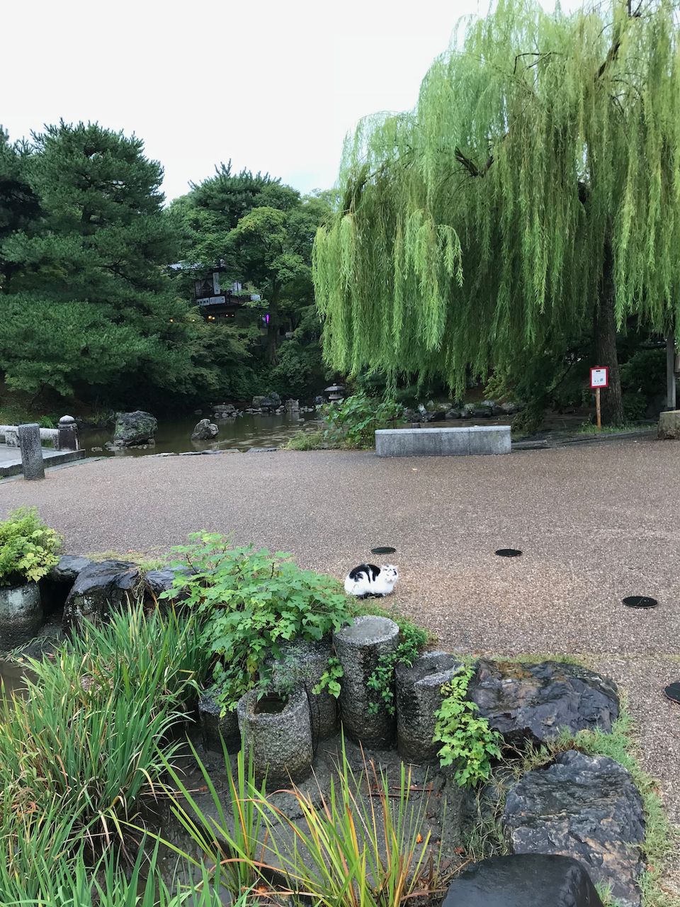 祇園某猫？